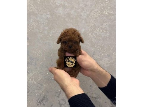 Pets world güvencesiyle orijinal toy poodle yavrularımız