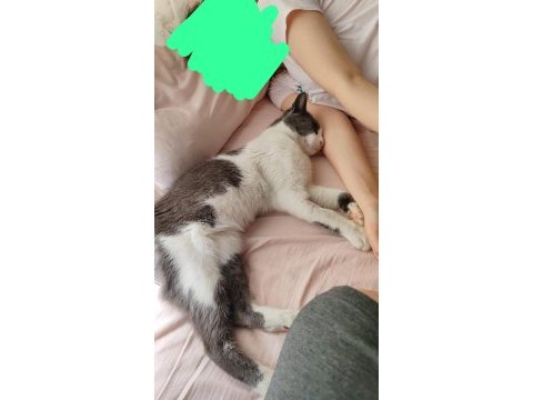 Kedimizin kuyruğu yok kucaktan inmiyor yuva arıyoruz
