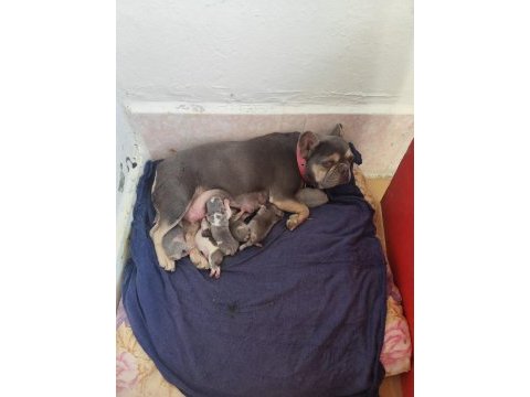 French bulldog yavru köpeklerim