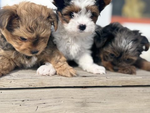 Çok özel tea cup morkie yavrular ziyarete açık
