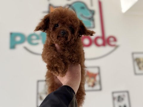 700 gr 4 aylık kore micro tea cup poodle