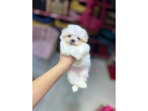 Son kalan maltese bebekler