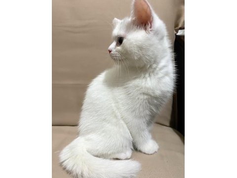 Safkan eğitimli british shorthair yavru