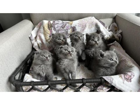 3 adet gri scottish fold yavrular