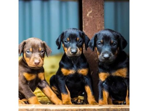 Ruhsatlı köpek çifliğinden doberman yavrular a scrli