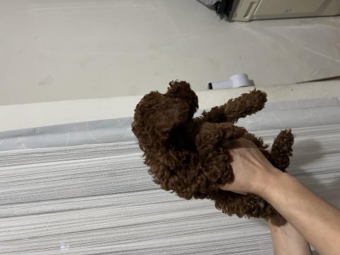 Toy poodle yavrular 3 aylık