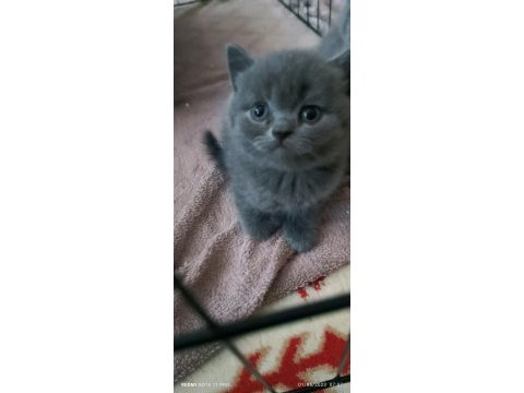 British shorthair safkan
