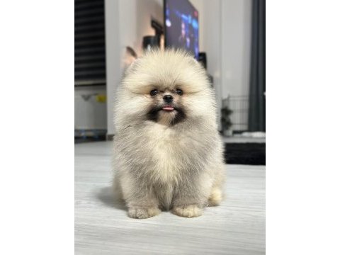 3 aylık pomeranian boo ve teddy bear kardeşler
