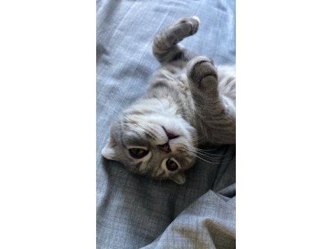 Scottish fold erkek kedimiz