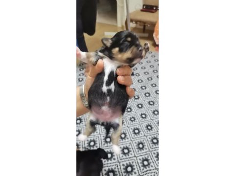 Minyatür pinscher