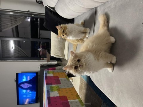 Yakışıklı chinchilla kardeşler ailelerini arıyor