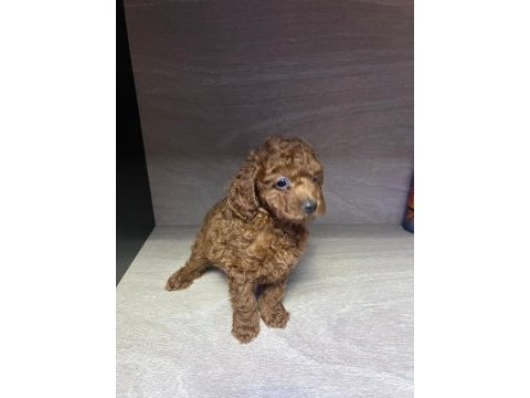 Kore 56 günlük toy poodle dişi ve erkek yuva arıyor
