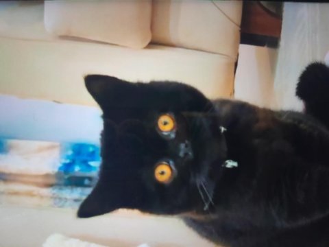 British shorthair kehribar renkli gözlü