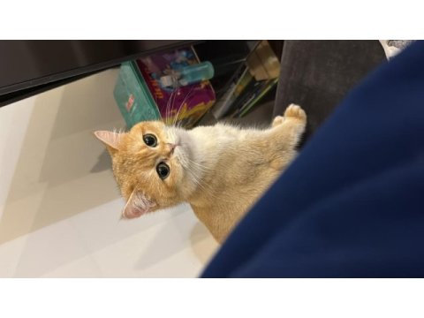 Golden sarı yeşil gözlü british shorthair