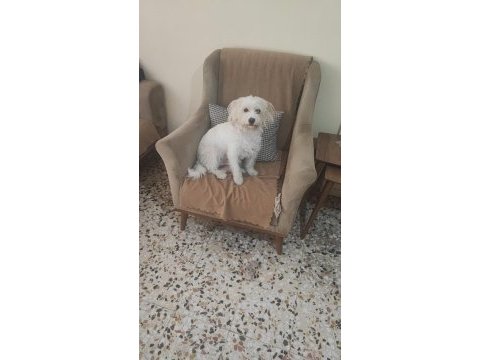 Yetişkin erkek köpeğimiz