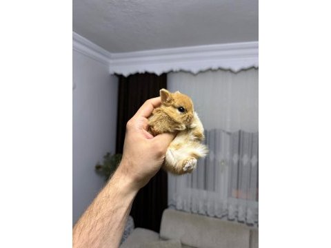 Holanda lop mini lop cüce tavşanlar