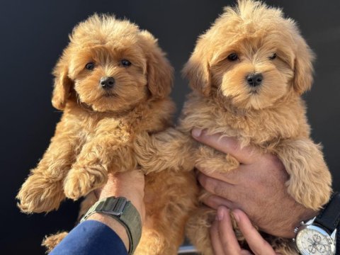 Ruhsatlı çiftlikde ziyarete açık kore maltipoo