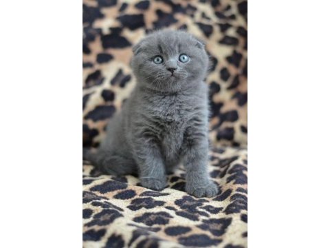 Scottish fold yavrularımız evinizin neşesi olacaktır