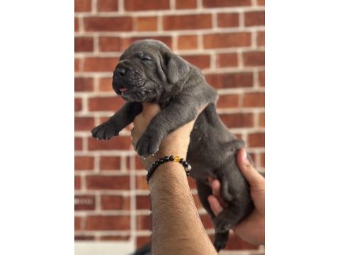 Dev cane corso yavruları