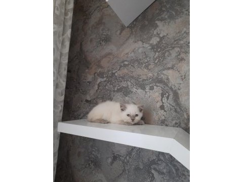 2 aylık british shorthair ve scottish fold dişi yavrular