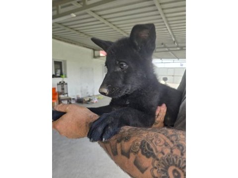 North american wolfdog ve alman kurdu yavruları