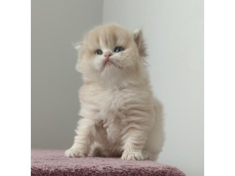 British longhair golden dişi