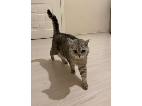 1 yaşında dişi kedimize kalıcı yuva arıyoruz