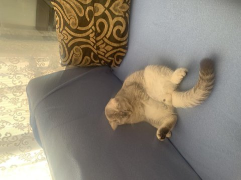 Uygun puanla sahiplendirilecek british shorthair oğlum