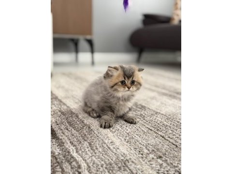 British longhair