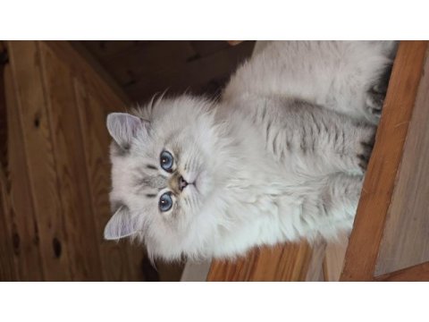British longhair 9 aylık