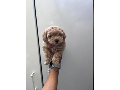 Anne maltipoo baba toy poodle