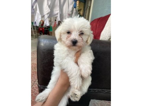 Yavru terrier köpeklerim