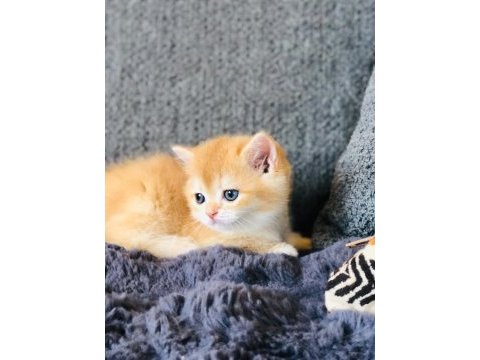 A kalite british shorthair golden yavrular