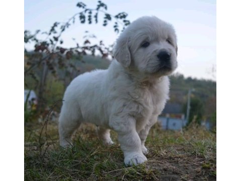 Golden retriever yavrular canlı görerek alabilirsiniz