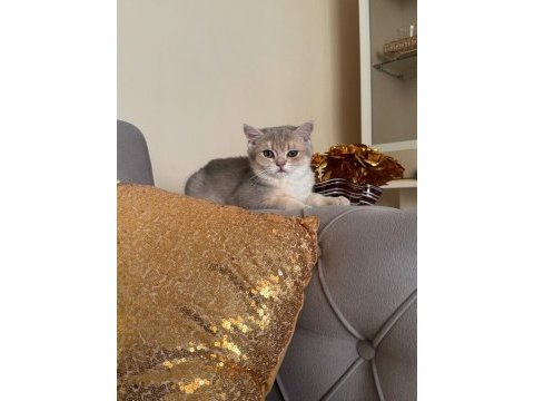 Safkan british shorthair bluegolden yavru