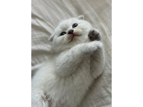 1.5 aylık tuvalet eğitimli mavi gözlü scottish fold