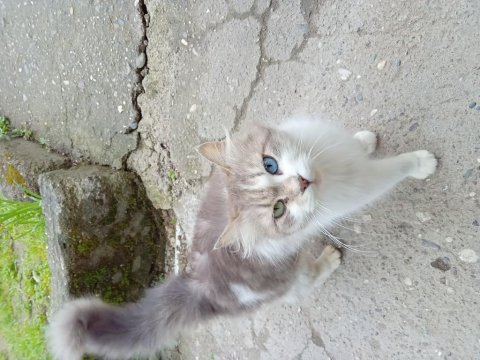 Bir aylık 4 yavru kedim var