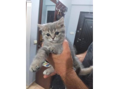 Scottish fold yavrular