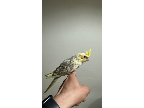 Yavru erkek sultan papağanları