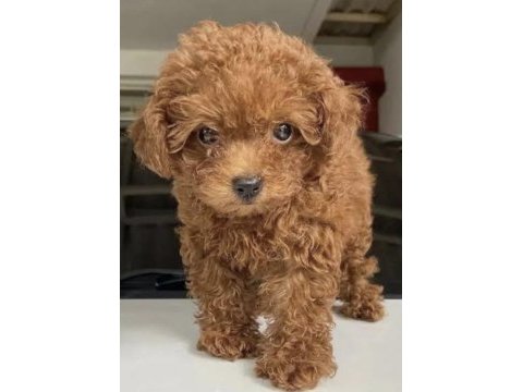 Yavru poodle yer dolayısından