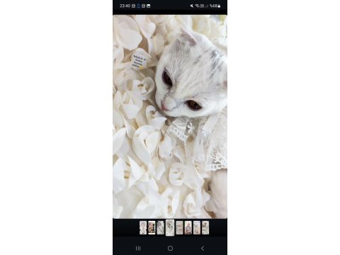 Aşısı her şeyi çipi tam birine scottish fold