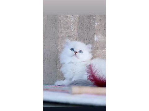 Boncuk gözlü british longhair dişi