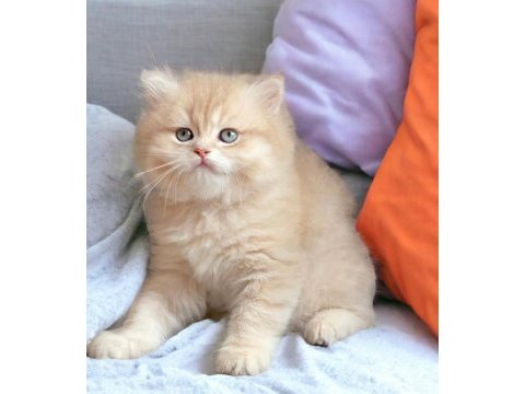 Safkan british shorthair yavrular