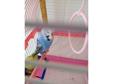 Acil iki adet erkek muhabbet kuşu