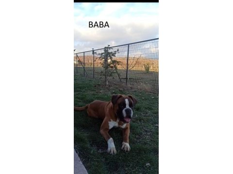 Safkan yüksek kalite boxer yavruları