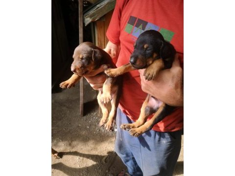 Orjinal doberman yavruları