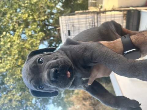Harika anatomi cane corso yavrular