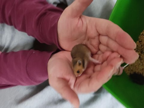 Ele alışık tatlı suriye yavru hamsterlerımız