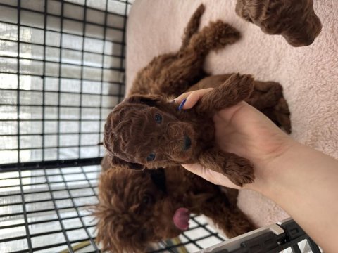 Toy poodle yavrularımız