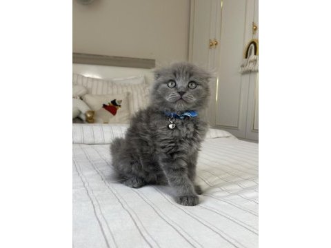 İnsan delisi scottish fold yavrularımız